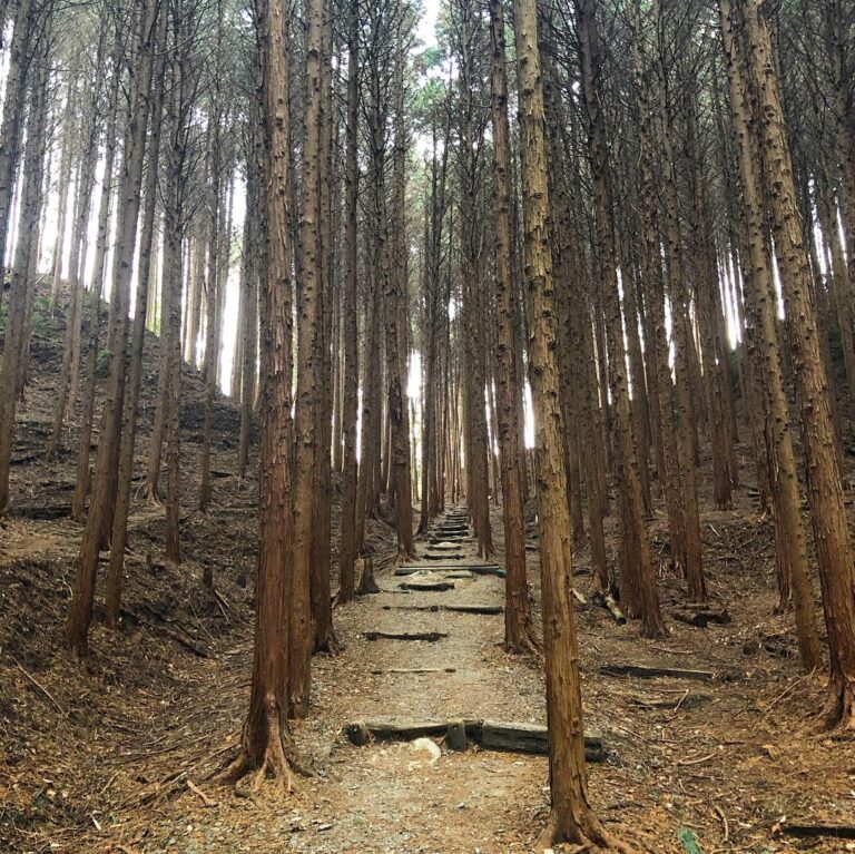 津田城（大阪府）