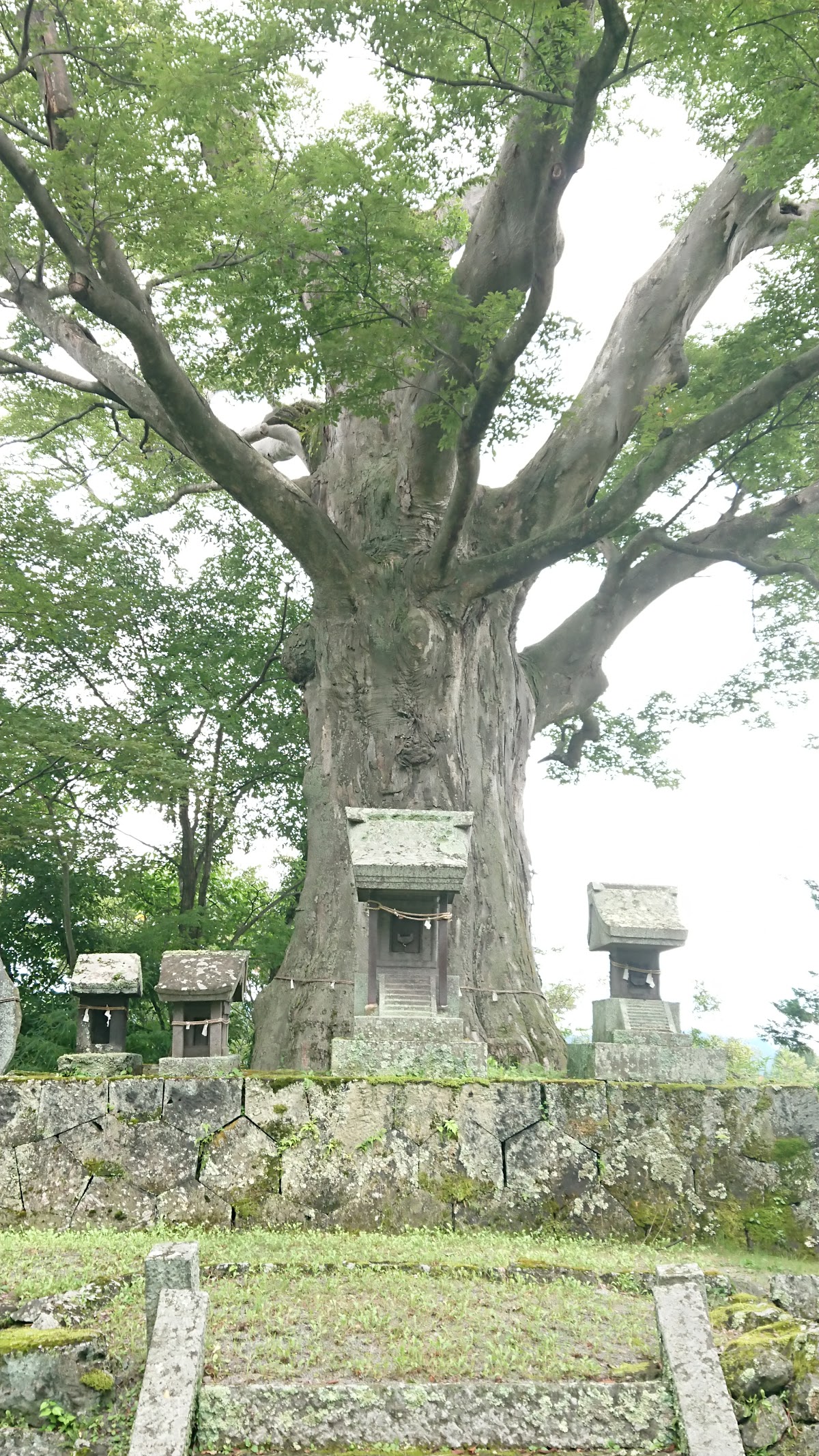 大井城