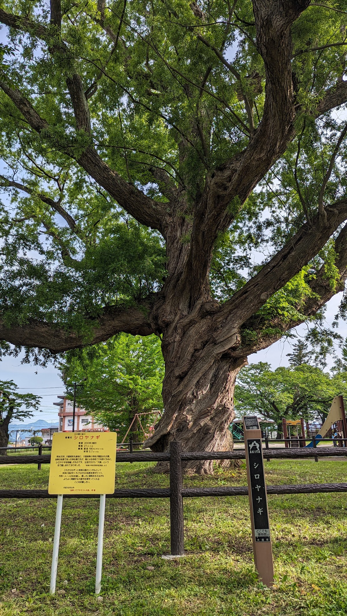 大館城