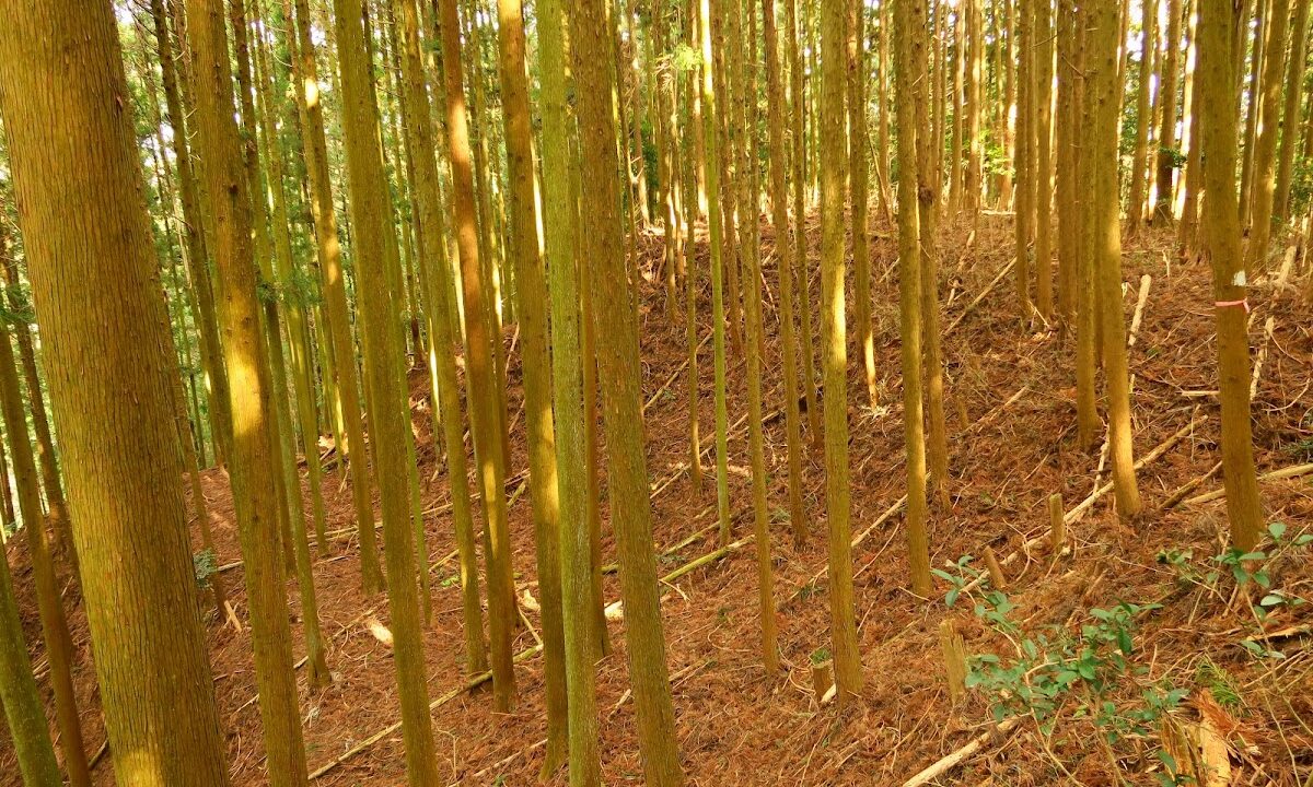黒木西城（奈良県宇陀市）