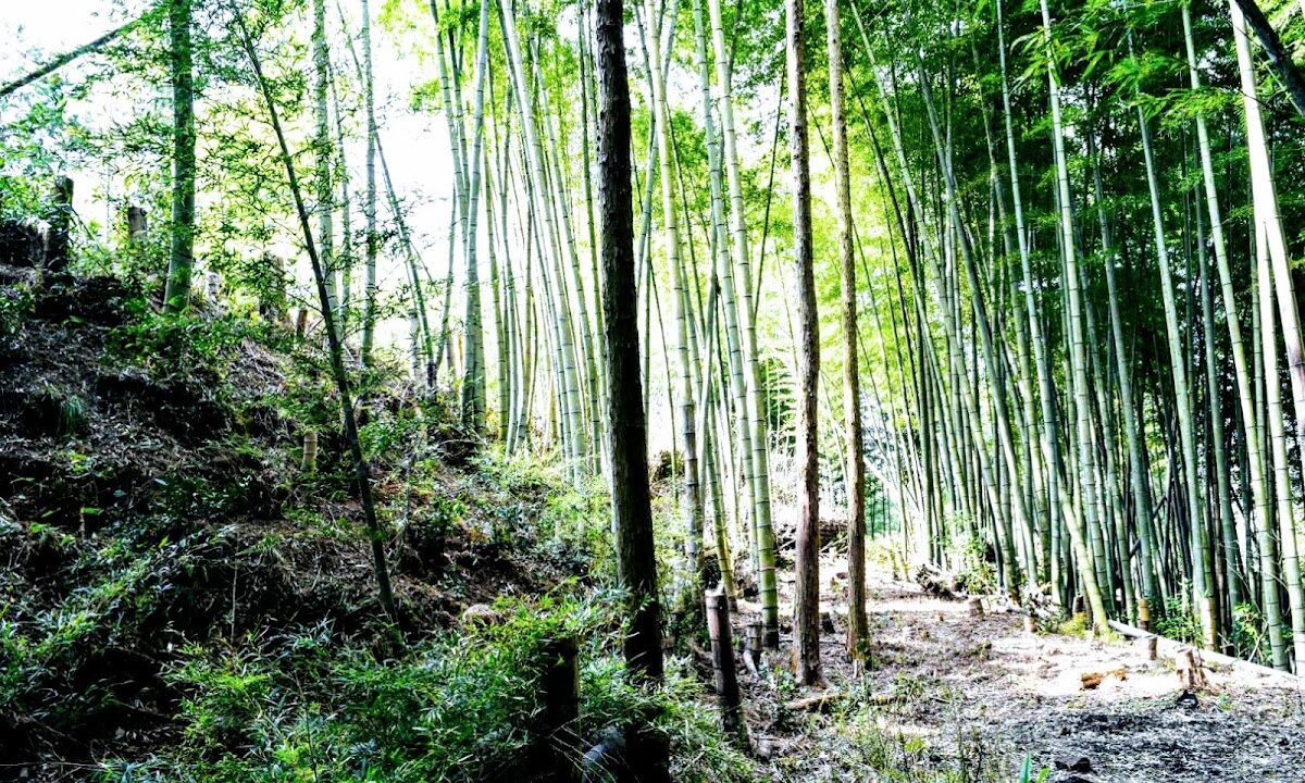 早川城（熊本县上敷郡）