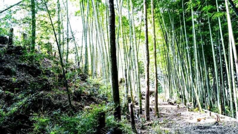早川城(熊本県上益城郡)