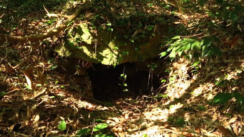 水茎岡山城の全貌