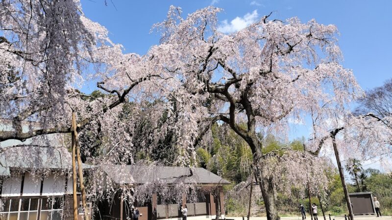 福星寺城（千葉県）